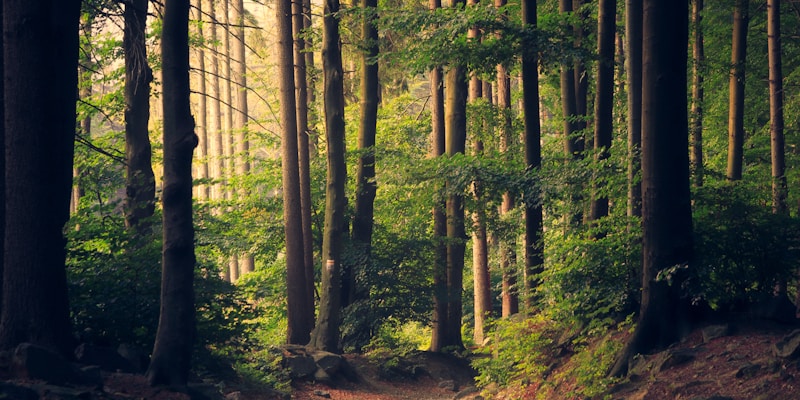 Sustainable Travel: How to Explore the World Responsibly